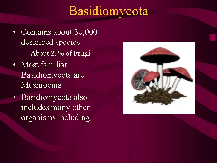 Basidiomycota • Contains about 30, 000 described species – About 27% of Fungi •