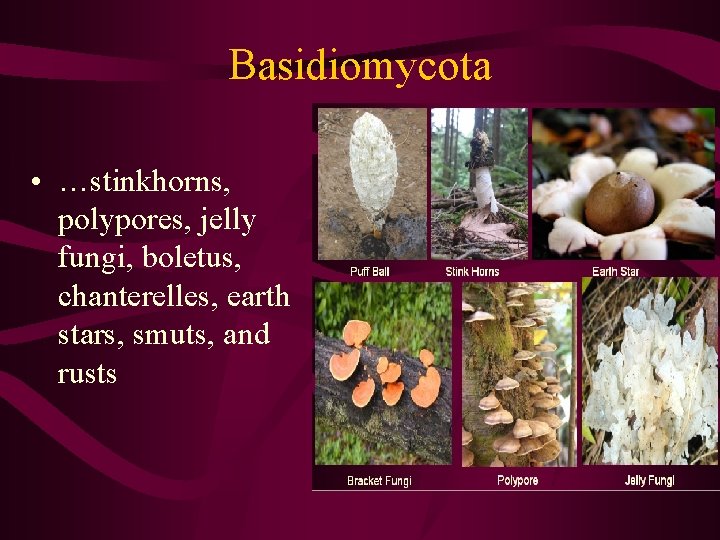 Basidiomycota • …stinkhorns, polypores, jelly fungi, boletus, chanterelles, earth stars, smuts, and rusts 