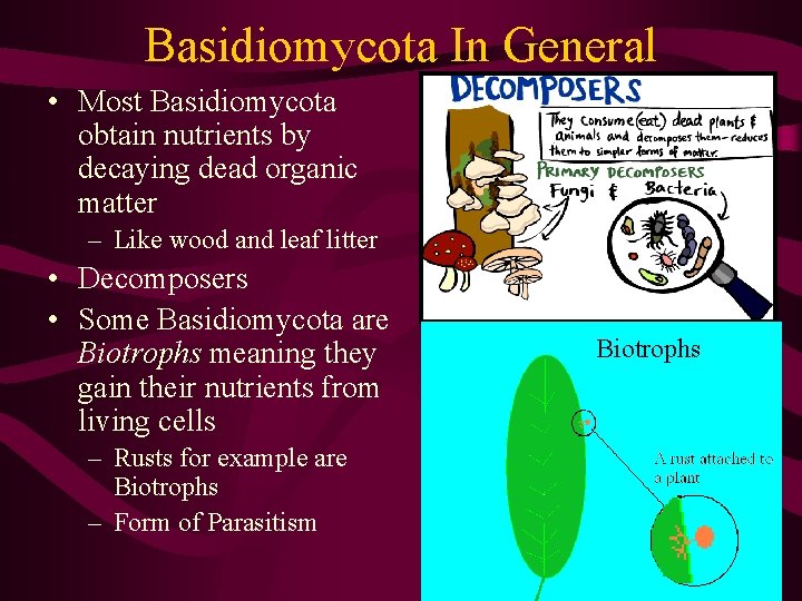 Basidiomycota In General • Most Basidiomycota obtain nutrients by decaying dead organic matter –