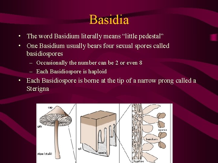 Basidia • The word Basidium literally means “little pedestal” • One Basidium usually bears
