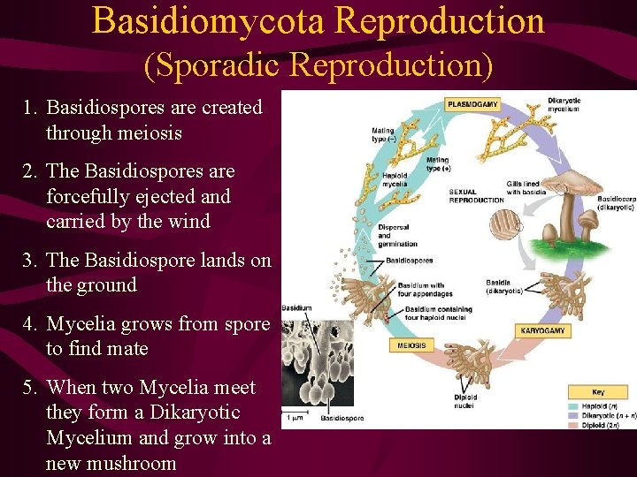 Basidiomycota Reproduction (Sporadic Reproduction) 1. Basidiospores are created through meiosis 2. The Basidiospores are