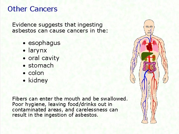 Other Cancers Evidence suggests that ingesting asbestos can cause cancers in the: • •