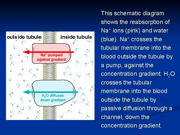 This schematic diagram shows the reabsorption of Na+ ions (pink) and water (blue). Na+