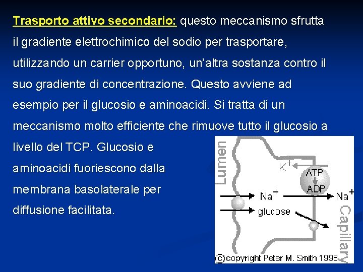 Trasporto attivo secondario: questo meccanismo sfrutta il gradiente elettrochimico del sodio per trasportare, utilizzando