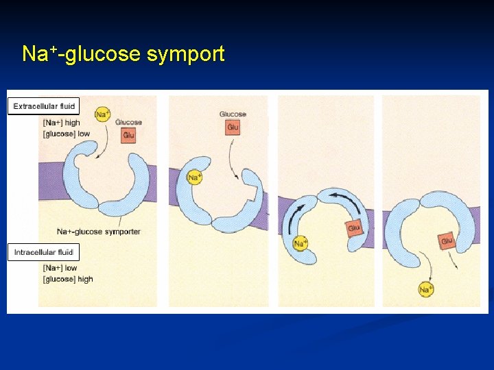 Na+-glucose symport 