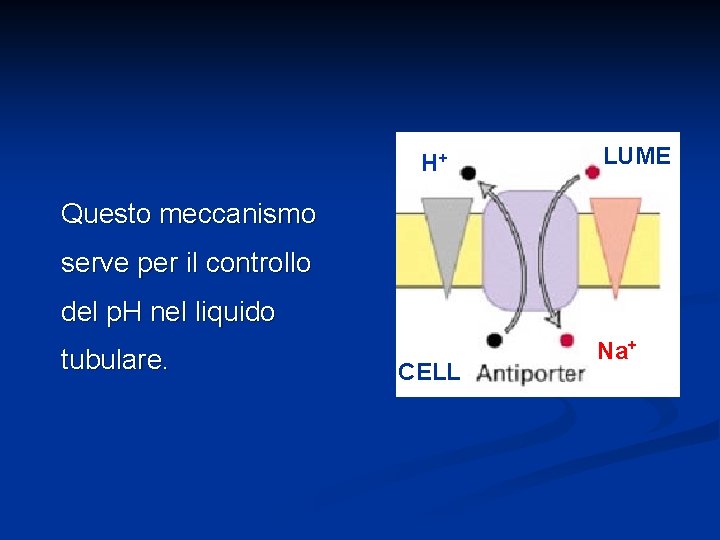 H+ LUME Questo meccanismo serve per il controllo del p. H nel liquido tubulare.