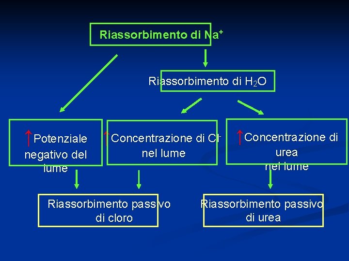 Riassorbimento di Na+ Riassorbimento di H 2 O ↑Potenziale ↑Concentrazione di Cl ↑Concentrazione di