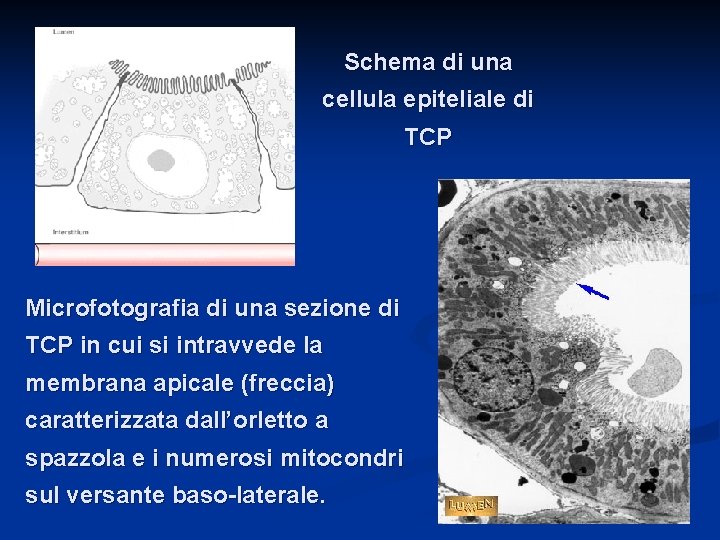 Schema di una cellula epiteliale di TCP Microfotografia di una sezione di TCP in