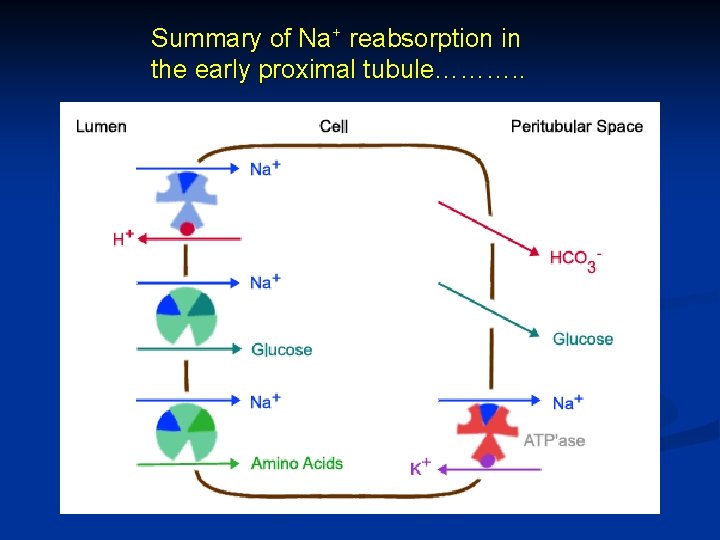 Summary of Na+ reabsorption in the early proximal tubule………. . 