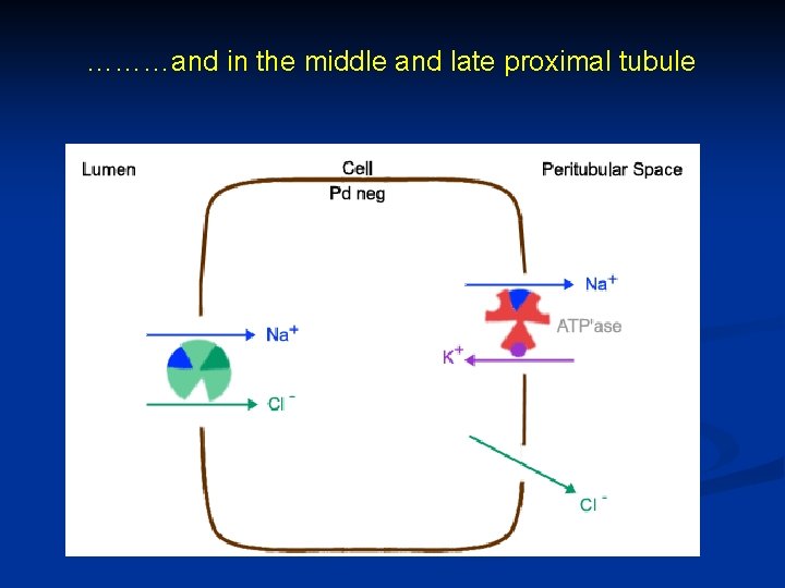 ………and in the middle and late proximal tubule 