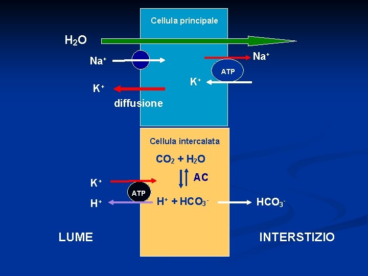Cellula principale H 2 O Na+ ATP K+ K+ diffusione Cellula intercalata CO 2