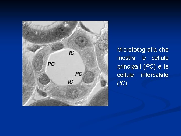 Microfotografia che mostra le cellule principali (PC) e le cellule intercalate (IC) 