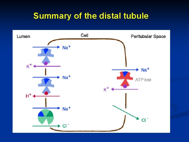 Summary of the distal tubule 