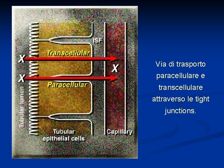 Via di trasporto paracellulare e transcellulare attraverso le tight junctions. 