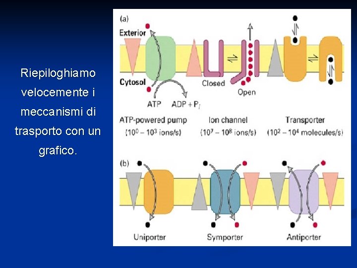 Riepiloghiamo velocemente i meccanismi di trasporto con un grafico. 