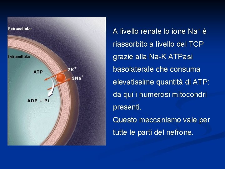 A livello renale lo ione Na+ è riassorbito a livello del TCP grazie alla