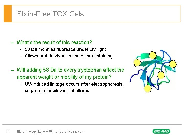 Stain-Free TGX Gels – What’s the result of this reaction? • 58 Da moieties