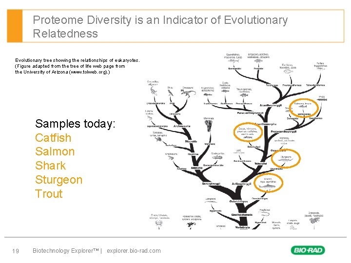 Proteome Diversity is an Indicator of Evolutionary Relatedness Evolutionary tree showing the relationships of