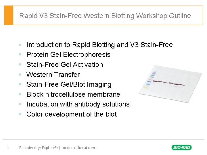 Rapid V 3 Stain-Free Western Blotting Workshop Outline § § § § 2 Introduction