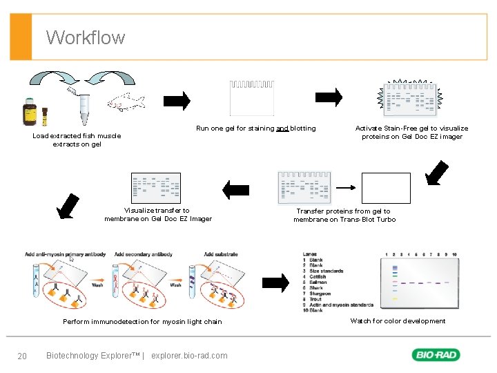 Workflow Run one gel for staining and blotting Load extracted fish muscle extracts on