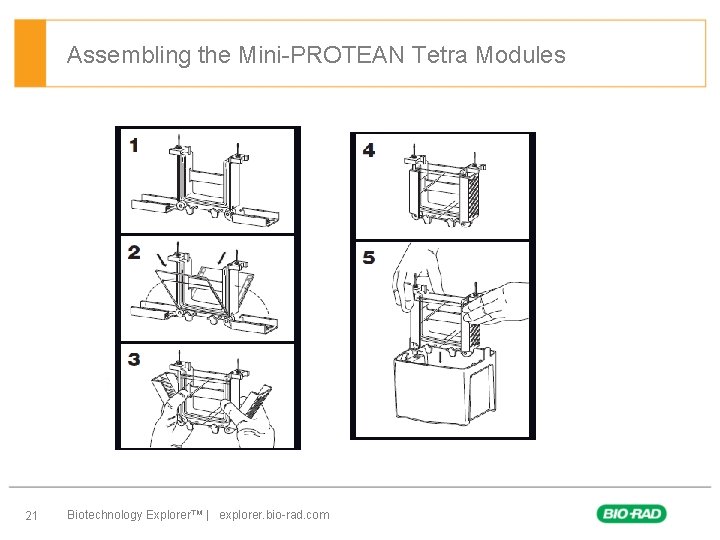 Assembling the Mini-PROTEAN Tetra Modules 21 Biotechnology Explorer™ | explorer. bio-rad. com 
