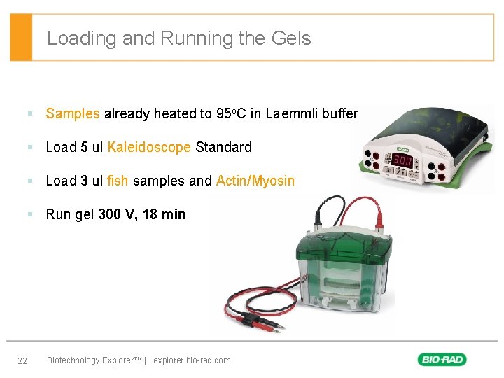 Loading and Running the Gels § Samples already heated to 95 o. C in
