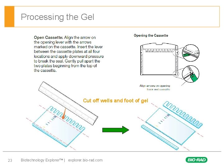 Processing the Gel Cut off wells and foot of gel 23 Biotechnology Explorer™ |