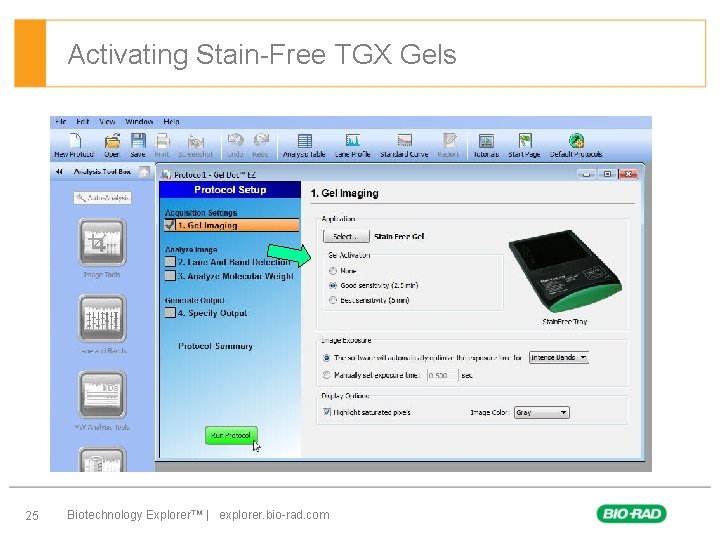 Activating Stain-Free TGX Gels 25 Biotechnology Explorer™ | explorer. bio-rad. com 