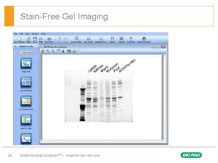 Stain-Free Gel Imaging § First level – Second level • Third level – Forth