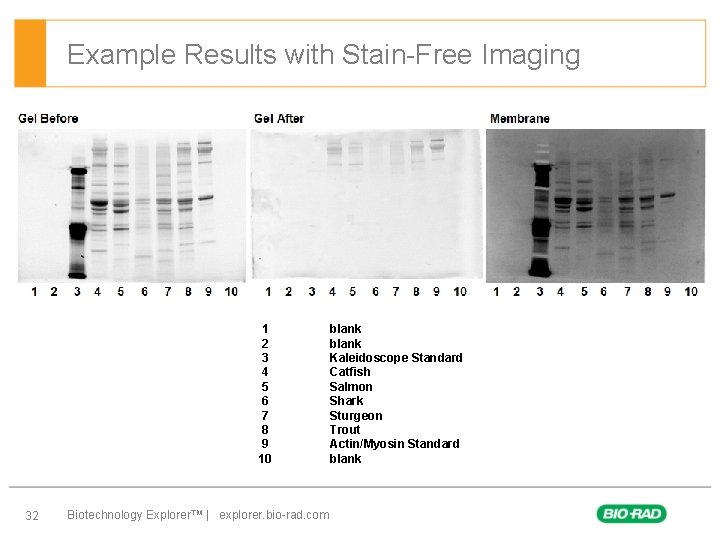 Example Results with Stain-Free Imaging 1 2 3 4 5 6 7 8 9