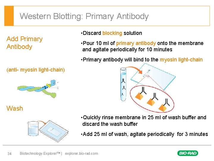 Western Blotting: Primary Antibody Add Primary Antibody • Discard blocking solution • Pour 10