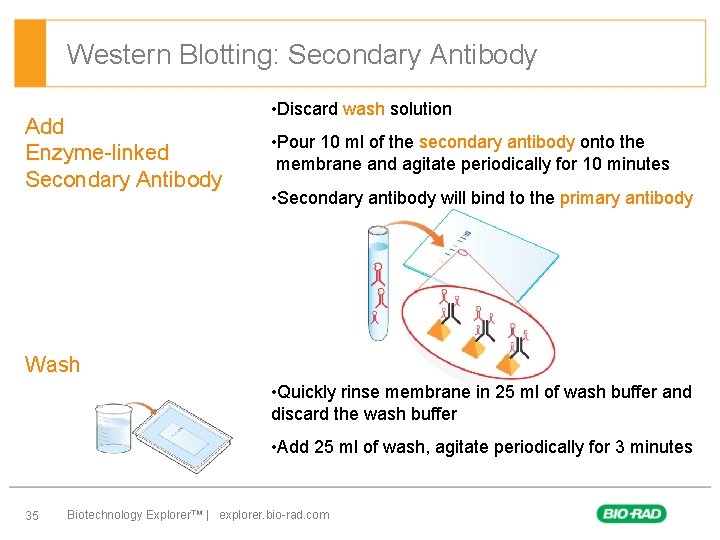 Western Blotting: Secondary Antibody Add Enzyme-linked Secondary Antibody • Discard wash solution • Pour