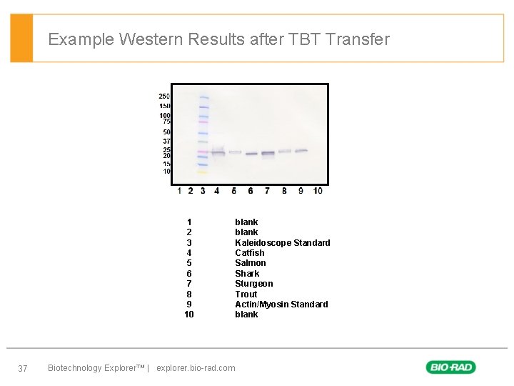 Example Western Results after TBT Transfer 1 2 3 4 5 6 7 8