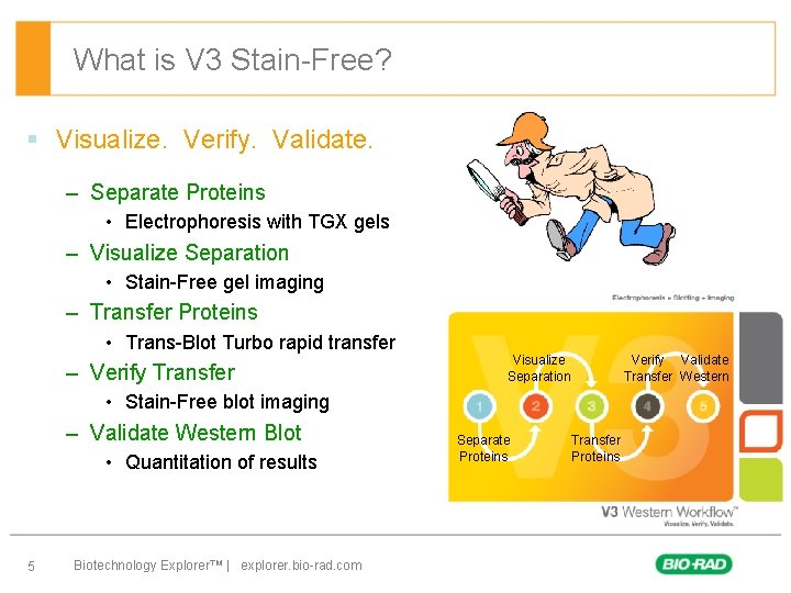 What is V 3 Stain-Free? § Visualize. Verify. Validate. – Separate Proteins • Electrophoresis