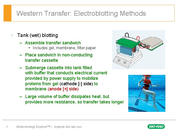 Western Transfer: Electroblotting Methods § Tank (wet) blotting – Assemble transfer sandwich • Includes