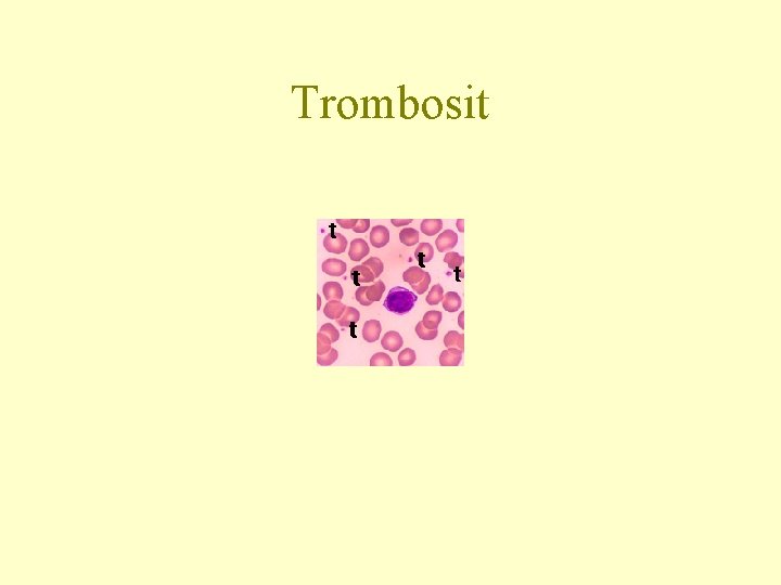 Trombosit 