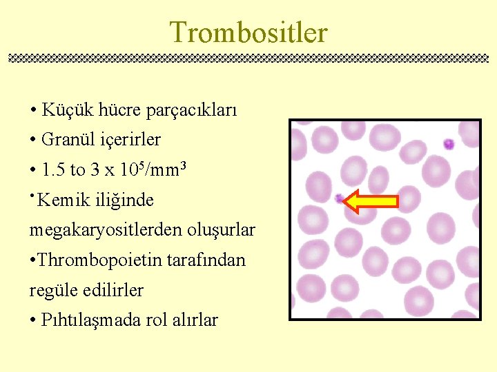 Trombositler • Küçük hücre parçacıkları • Granül içerirler • 1. 5 to 3 x