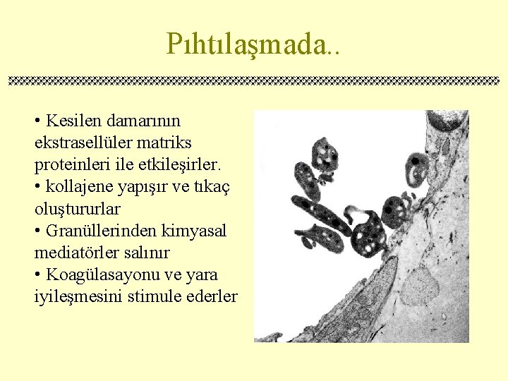 Pıhtılaşmada. . • Kesilen damarının ekstrasellüler matriks proteinleri ile etkileşirler. • kollajene yapışır ve