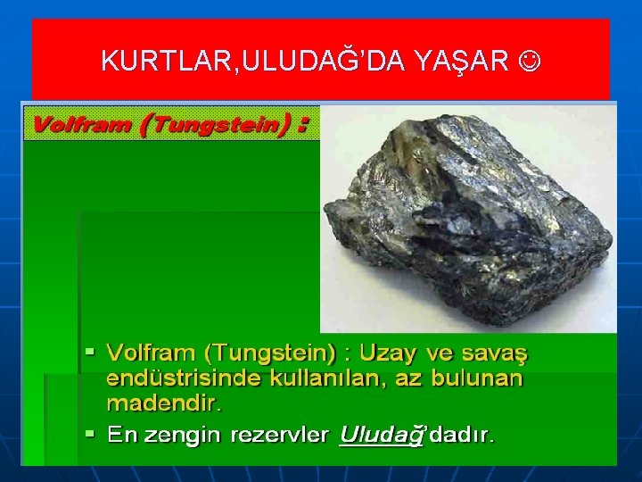 KURTLAR, ULUDAĞ’DA YAŞAR 