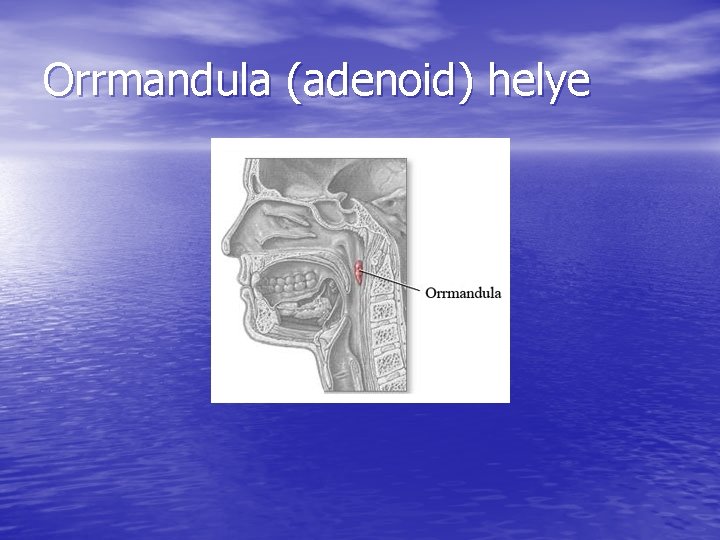 Orrmandula (adenoid) helye Orrmandula (adenoid) helye