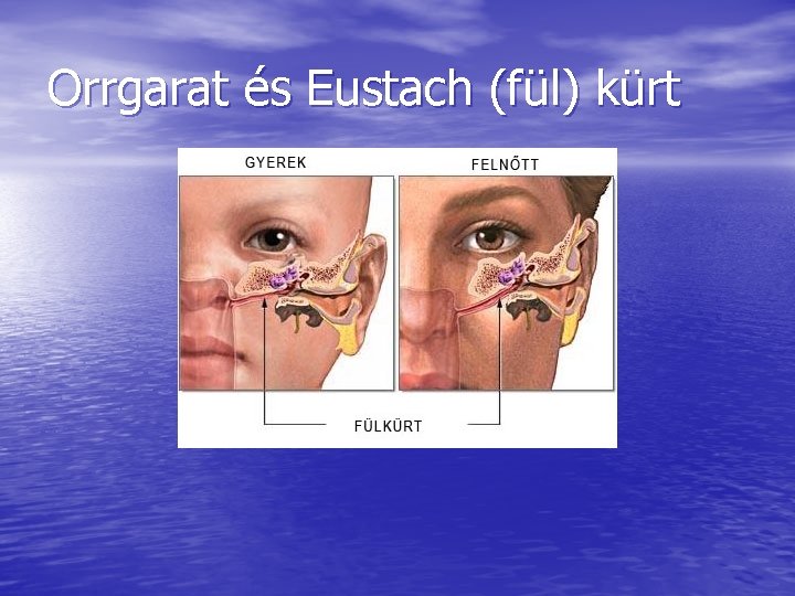 Orrgarat és Eustach (fül) kürt Orrgarat és Eustach (fül) kürt