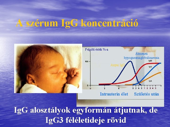 A szérum Ig. G koncentráció Felnőtt érték %-a Átmeneti hypogammaglobulinaemia Anyai Ig. G Intrauterin A szérum Ig. G koncentráció Felnőtt érték %-a Átmeneti hypogammaglobulinaemia Anyai Ig. G Intrauterin