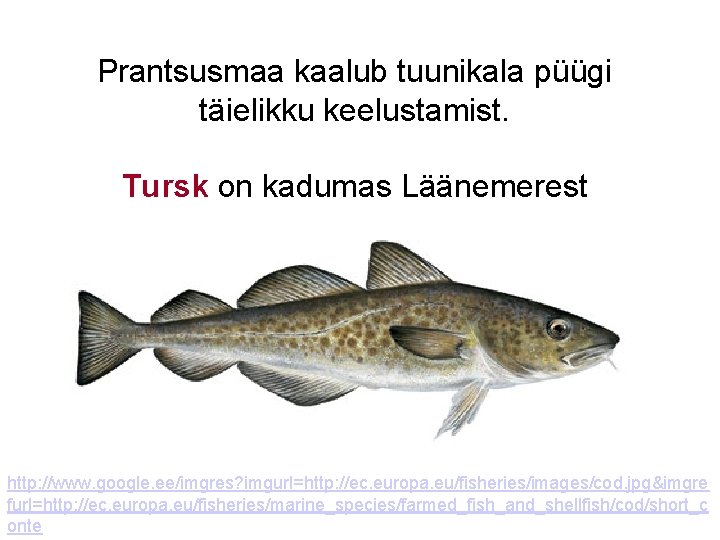 Prantsusmaa kaalub tuunikala püügi täielikku keelustamist. Tursk on kadumas Läänemerest http: //www. google. ee/imgres?