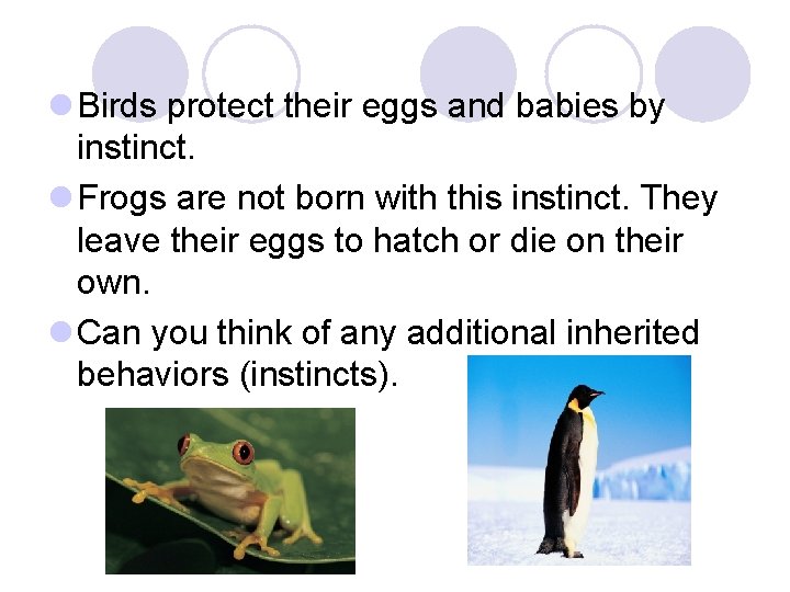 l Birds protect their eggs and babies by instinct. l Frogs are not born