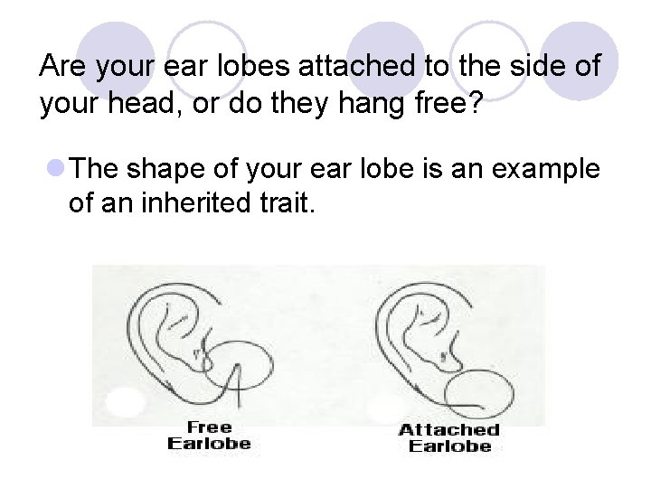 Are your ear lobes attached to the side of your head, or do they