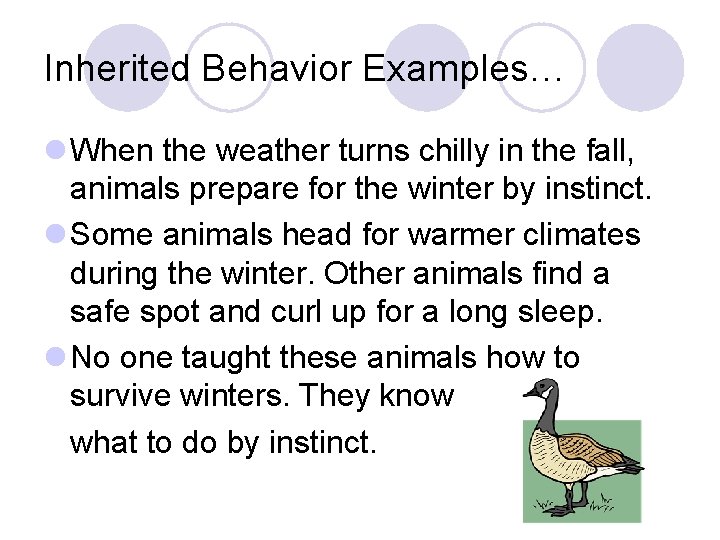 Inherited Behavior Examples… l When the weather turns chilly in the fall, animals prepare