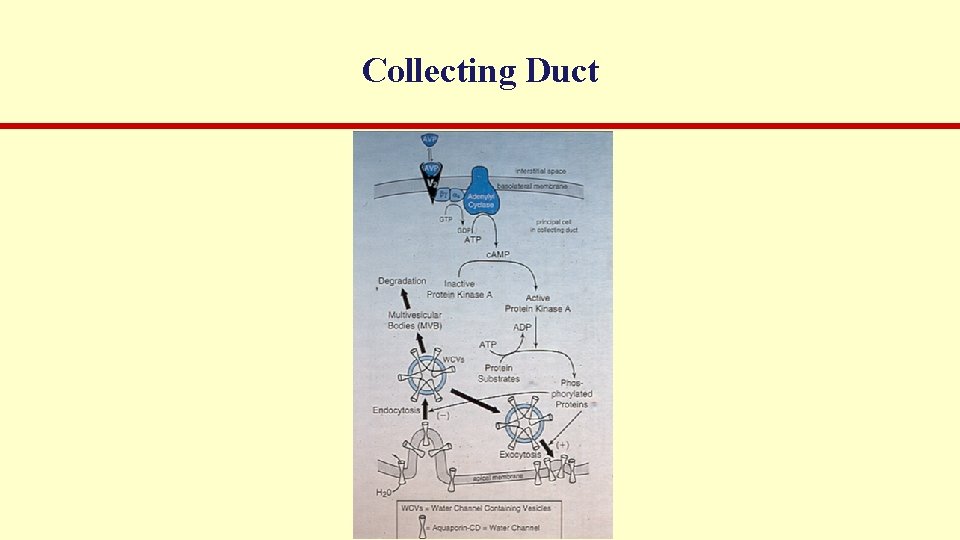 Collecting Duct 