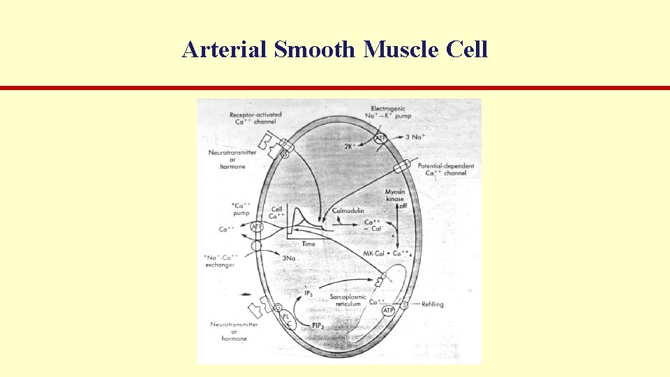 Arterial Smooth Muscle Cell 