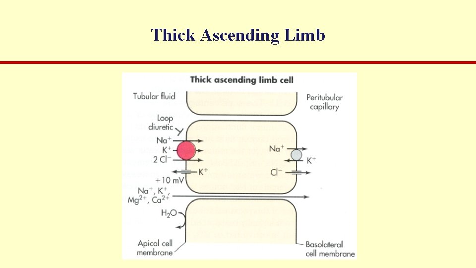 Thick Ascending Limb 