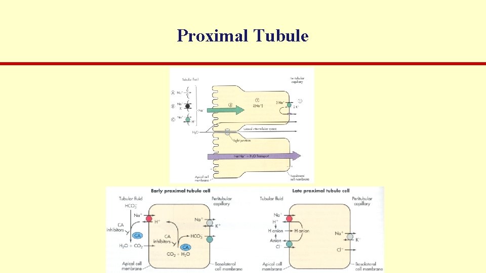 Proximal Tubule 